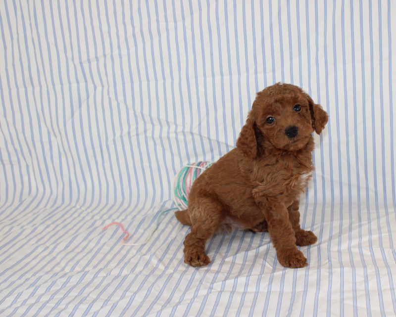 puppy, for, sale, Mini F1B Golden Doodle, Matthew B. Stoltzfus, dog, breeder, Gap, PA, dog-breeder, puppy-for-sale, forsale, nearby, find, puppyfind, locator, puppylocator, aca